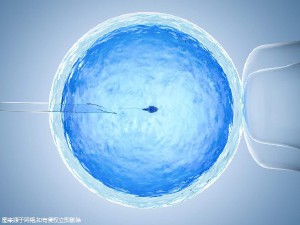 凍結胚移植